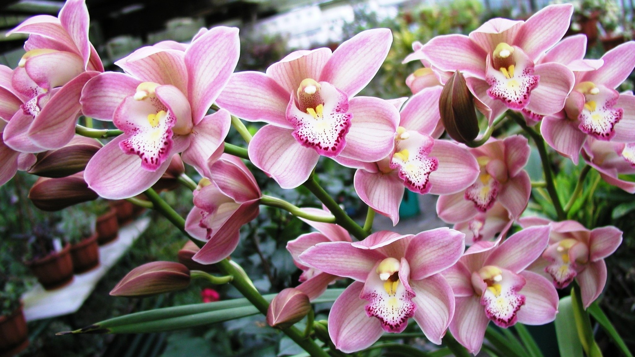 Орхидея Фаленопсис (120 фото): уход в домашних условиях, посадка, подкормка, пересадка, интересные факты о цветке